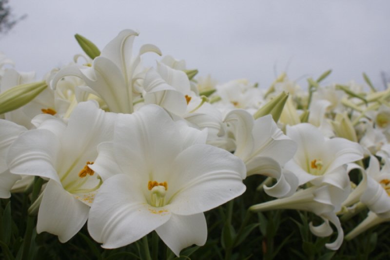 泰安百合花節
