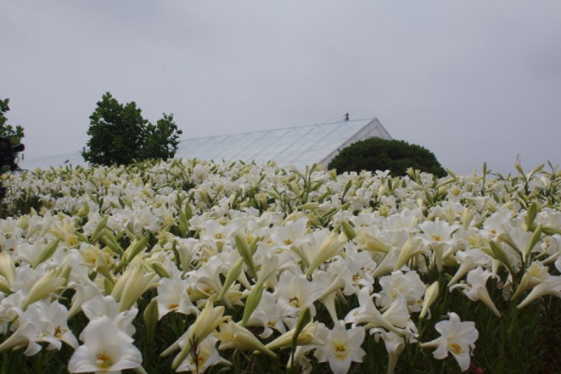 泰安百合花節
