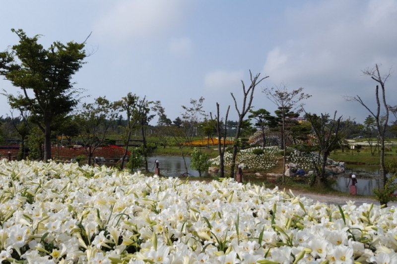 泰安百合花節
