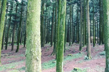 思連伊森林步道