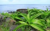 濟州兔島文珠蘭原生地