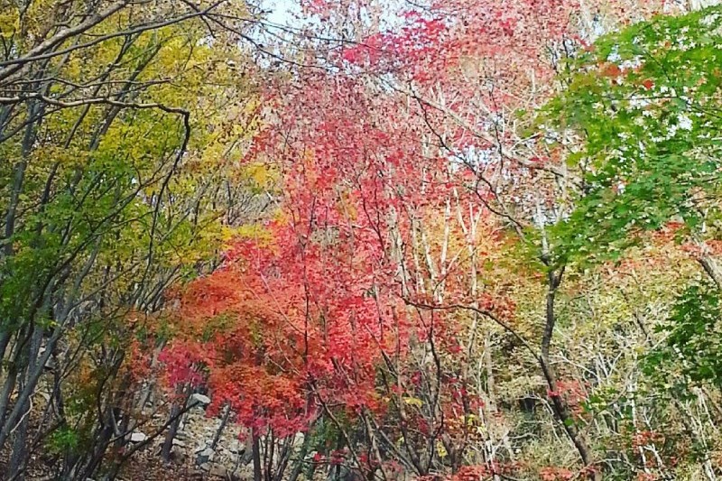 迦智山道立公園 (2/3)