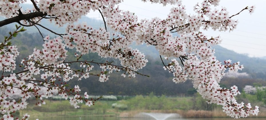 首爾慶州賞櫻一天團 (3/18)