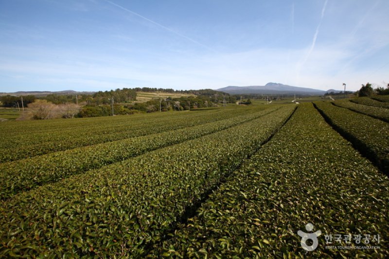 道順茶園