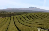 道順茶園