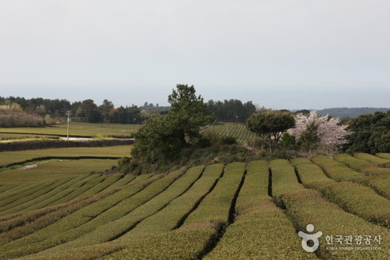 道順茶園