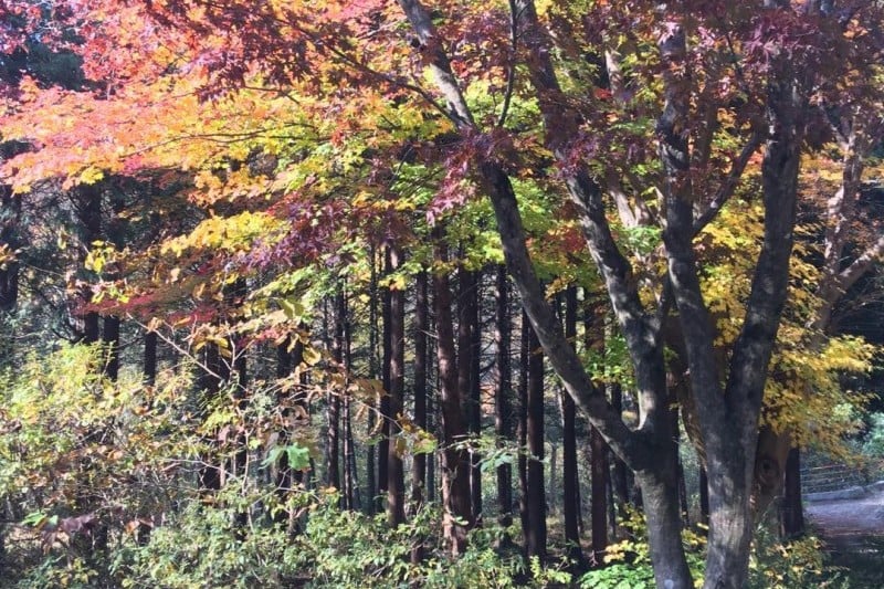 聖壽山自然休養林 (1/3)