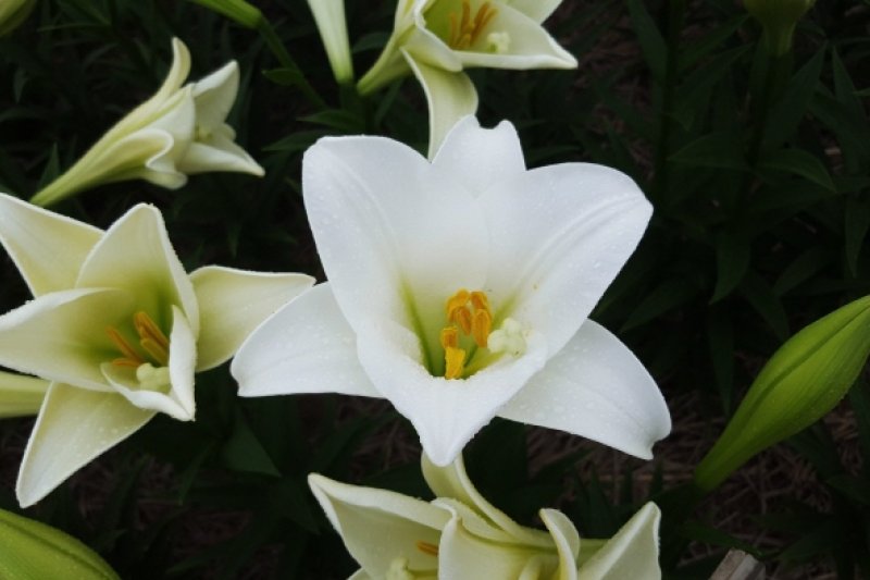 泰安百合花節