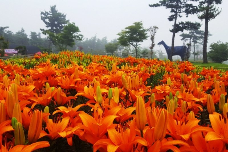 泰安百合花節