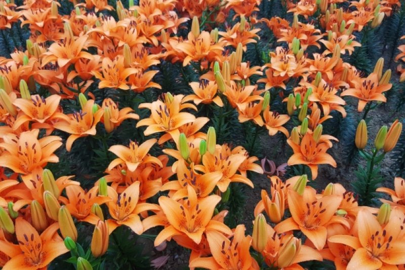 泰安百合花節