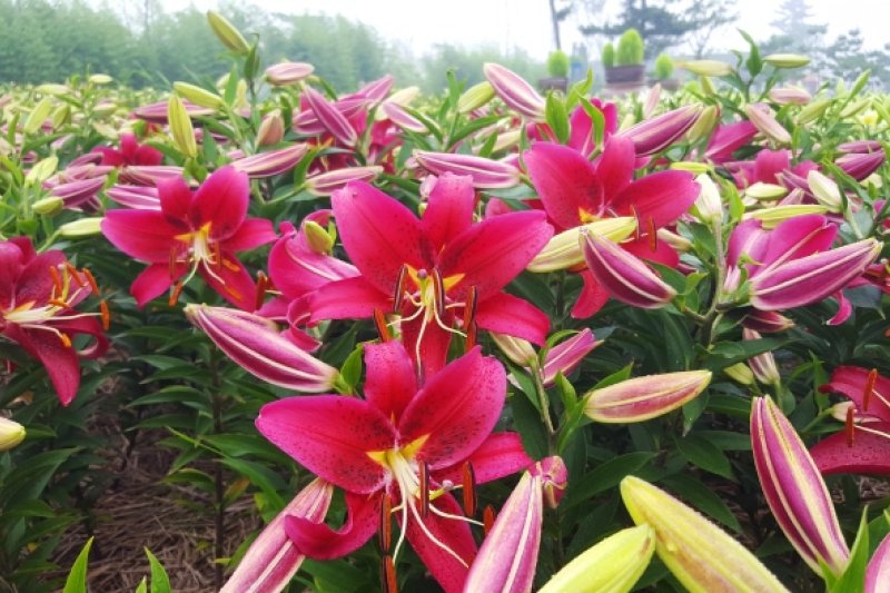 泰安百合花節