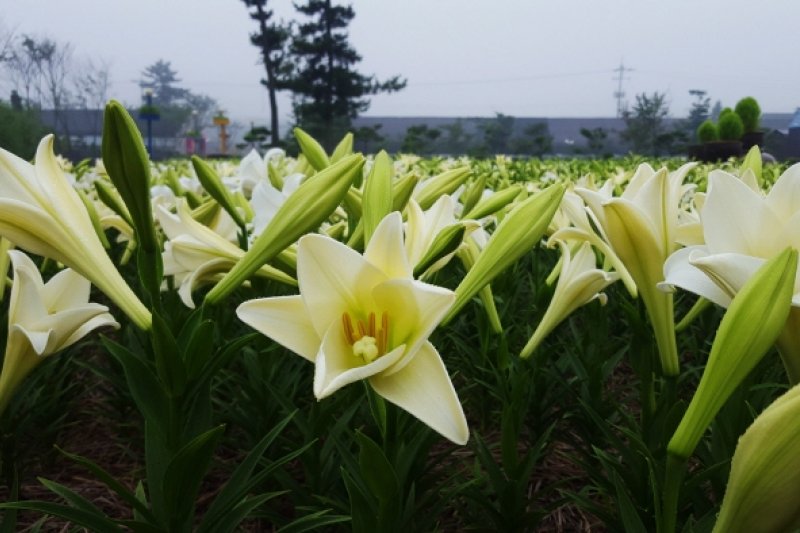 泰安百合花節