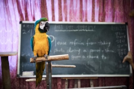 韓國鸚鵡學校