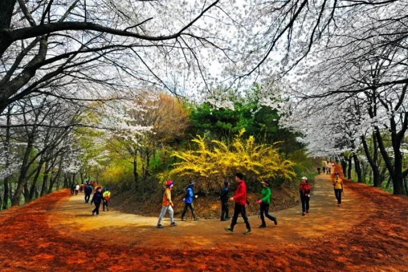 鷄足山 黃土小路 (13/15)