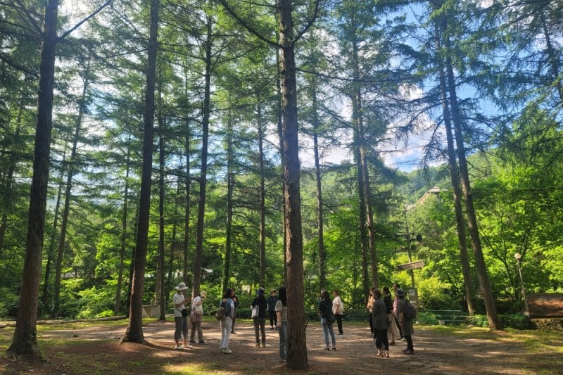 探索皮諾丘自然休養林（Pinocchio Forest）-江原道 (8/23)