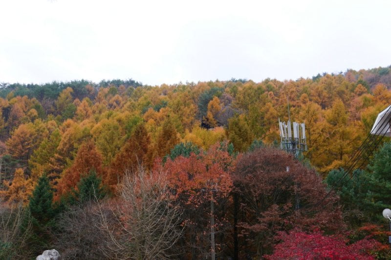 探索皮諾丘自然休養林（Pinocchio Forest）-江原道 (19/23)