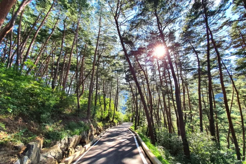 ROMYZIAN GARDEN-江原道 (8/9)