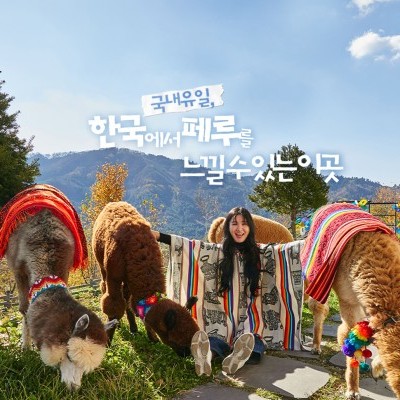 羊駝世界(AlpacaWorld) 門票 - 韓國熱門多種動物互動秀