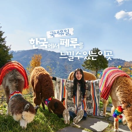 羊駝世界(AlpacaWorld) 門票 - 韓國熱門多種動物互動秀
