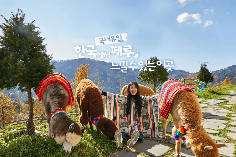 羊駝世界(AlpacaWorld) 門票 - 韓國熱門多種動物互動秀 (1/36)