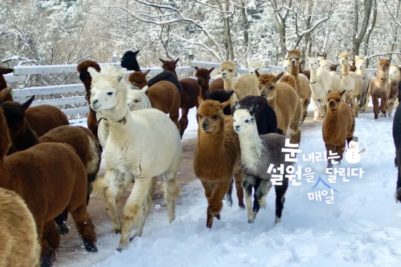 羊駝世界(AlpacaWorld) 門票 - 韓國熱門多種動物互動秀 (4/36)