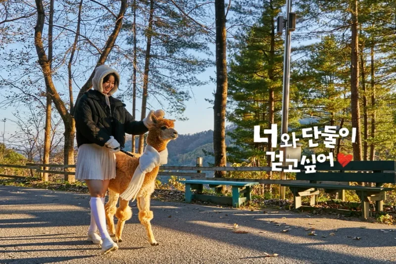 羊駝世界(AlpacaWorld) 門票 - 韓國熱門多種動物互動秀 (6/36)