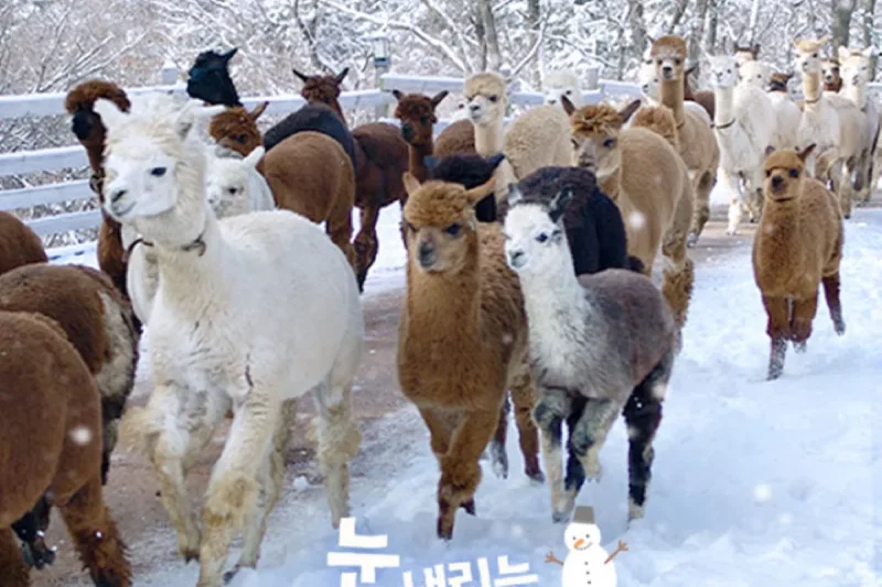 羊駝世界(AlpacaWorld) 門票 - 韓國熱門多種動物互動秀 (7/36)