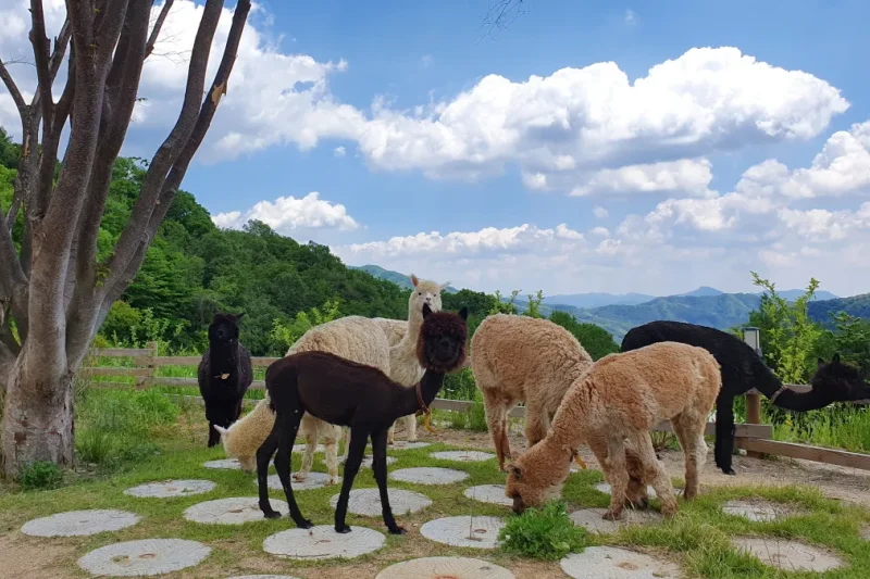羊駝世界(AlpacaWorld) 門票 - 韓國熱門多種動物互動秀 (13/36)