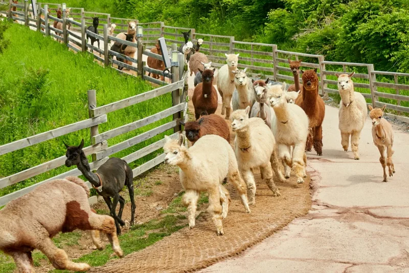 羊駝世界(AlpacaWorld) 門票 - 韓國熱門多種動物互動秀 (14/36)