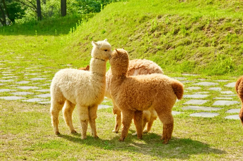 羊駝世界(AlpacaWorld) 門票 - 韓國熱門多種動物互動秀 (16/36)
