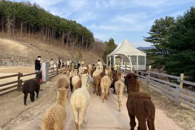 羊駝世界(AlpacaWorld) 門票 - 韓國熱門多種動物互動秀 (24/36)
