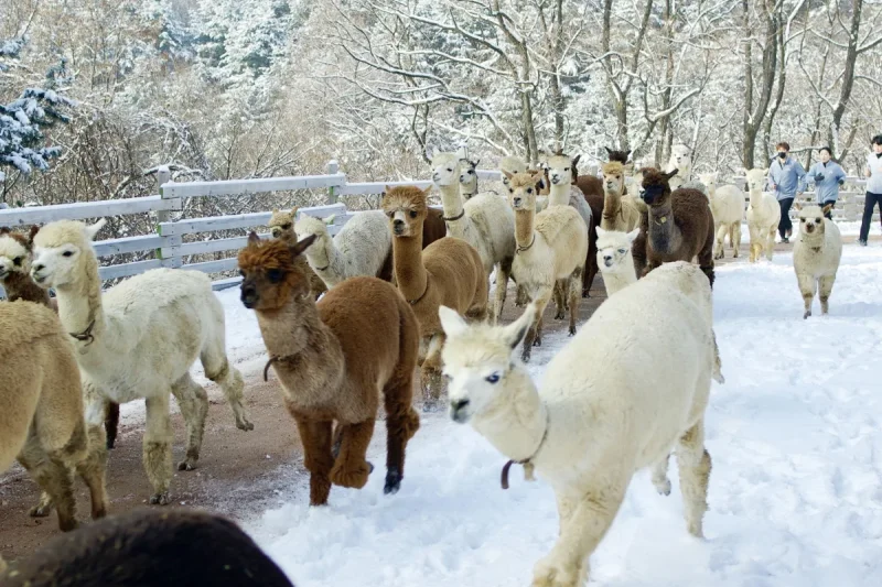 羊駝世界(AlpacaWorld) 門票 - 韓國熱門多種動物互動秀 (26/36)