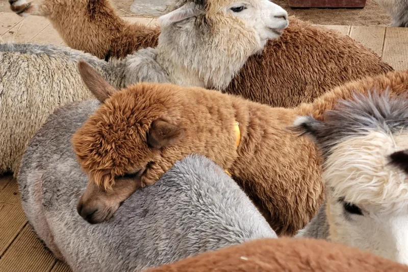 羊駝世界(AlpacaWorld) 門票 - 韓國熱門多種動物互動秀 (27/36)