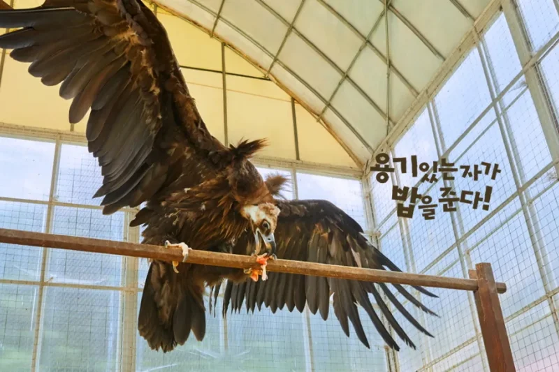 羊駝世界(AlpacaWorld) 門票 - 韓國熱門多種動物互動秀 (29/36)