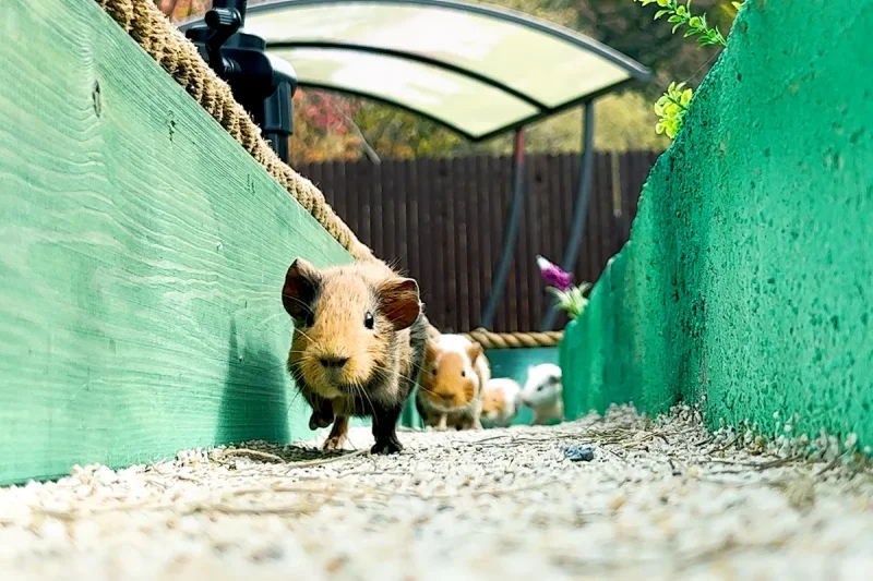 羊駝世界(AlpacaWorld) 門票 - 韓國熱門多種動物互動秀 (32/36)