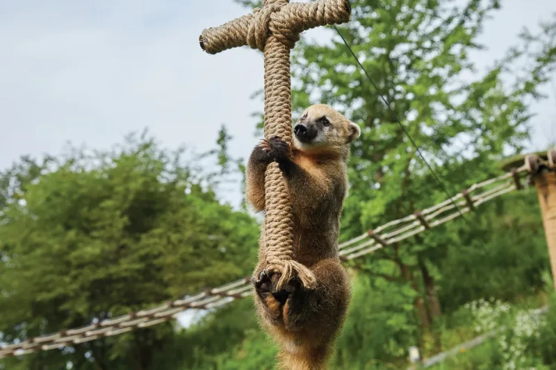 羊駝世界(AlpacaWorld) 門票 - 韓國熱門多種動物互動秀 (33/36)