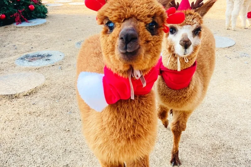 羊駝世界(AlpacaWorld) 門票 - 韓國熱門多種動物互動秀 (34/36)