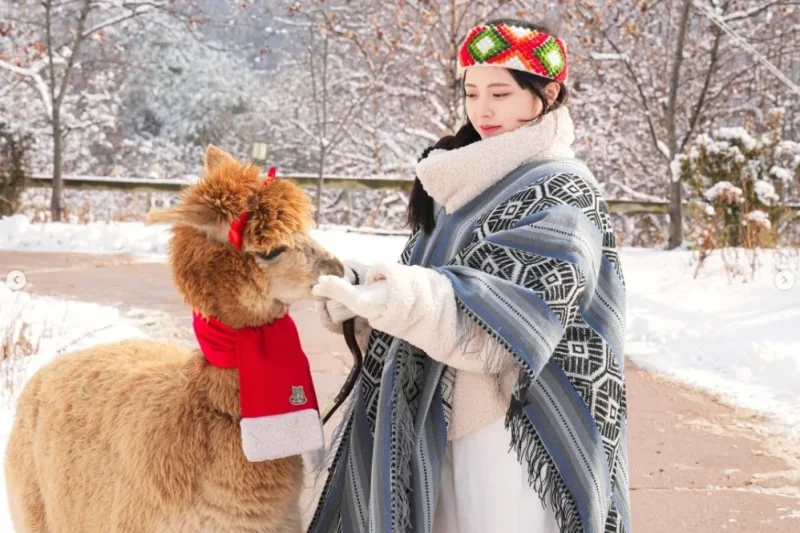 羊駝世界(AlpacaWorld) 門票 - 韓國熱門多種動物互動秀 (36/36)